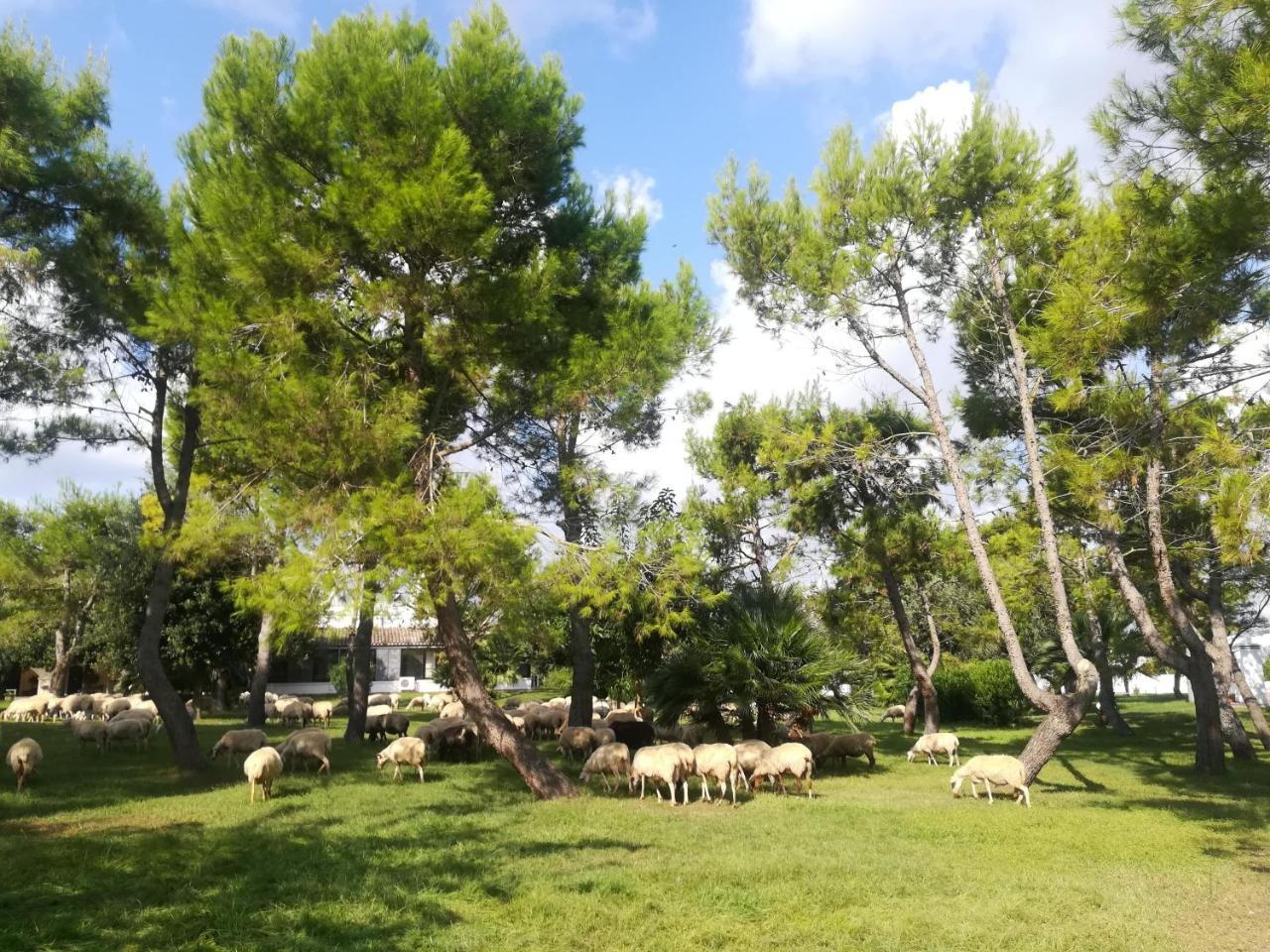 Agriturismo Torrevecchia サン・パンクラーツィオ・サレンティーノ エクステリア 写真